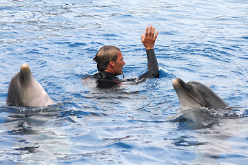 Image showing Dolphin show