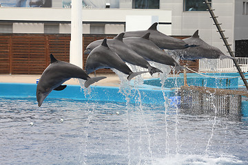 Image showing Valencia aquarium