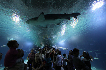 Image showing Aquarium shark