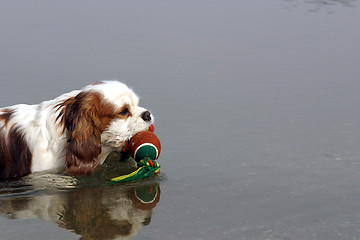 Image showing Swimming dog