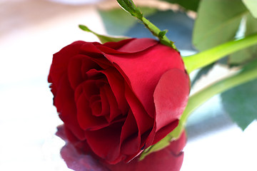 Image showing Red rose on silver tray 2