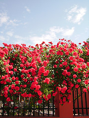 Image showing Roses in the sun