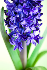 Image showing blue hyacinth 