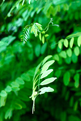 Image showing acacia leaves