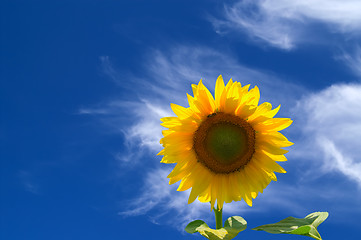 Image showing Sunflower against blue sky 