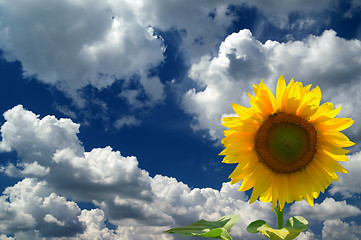 Image showing Sunflower against  blue sky with clouds