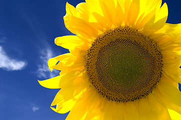 Image showing Closeup of yellow sunflower 