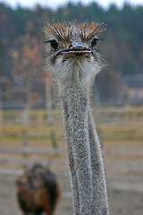 Image showing ostrich