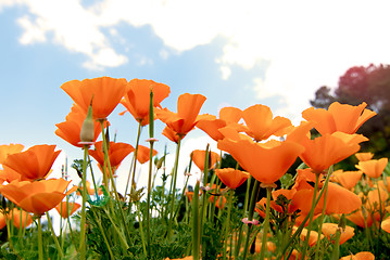 Image showing Orange Poppies Field 