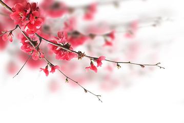 Image showing Cherry Blossoms