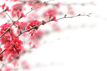 Image showing Cherry Blossoms