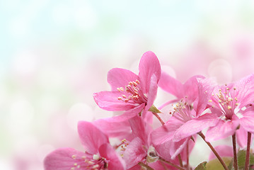 Image showing Cherry Blossoms