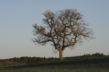 Image showing Single tree in the light of dawn