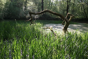 Image showing Dead tree in a pond.
