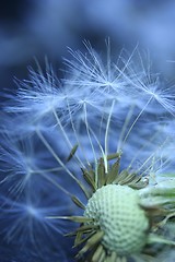 Image showing Dandelion