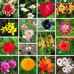 Image showing Floral collage