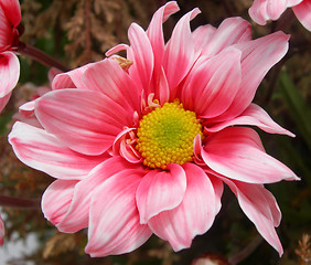 Image showing Pink flower