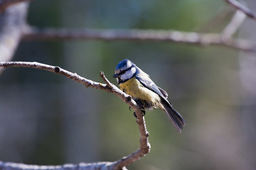 Image showing blue tit