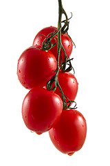 Image showing Five hanging truss tomatoes