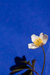 Image showing wood anemone