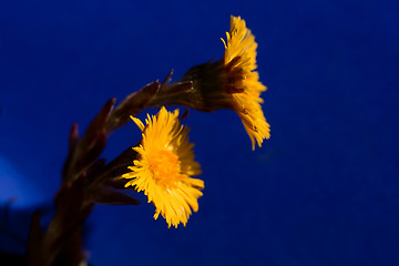 Image showing tussilago farfare