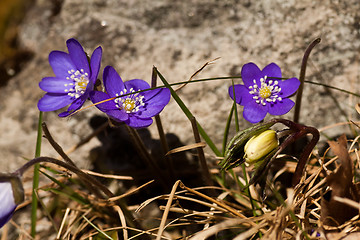 Image showing hepatica nobili