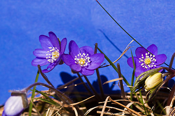 Image showing hepatica