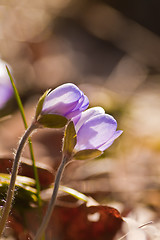 Image showing liverleaf