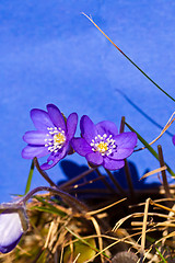 Image showing Blue anemones