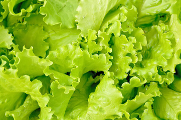 Image showing The texture of the lettuce