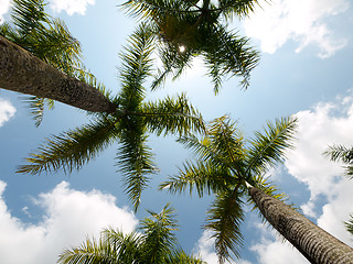 Image showing Coconut trees