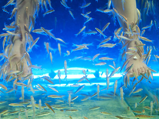 Image showing Fish spa