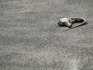 Image showing Dead iguana