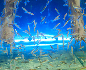 Image showing Fish spa