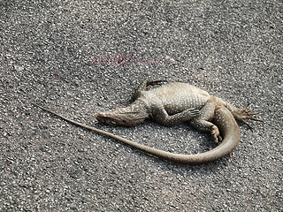 Image showing Dead iguana