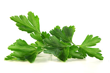 Image showing Parsley