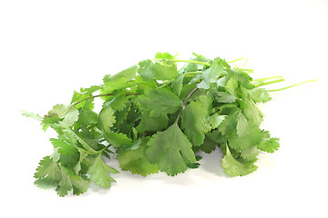 Image showing Coriander