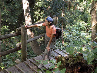 Image showing Hiking in a forest