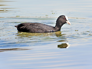 Image showing Fulica atra