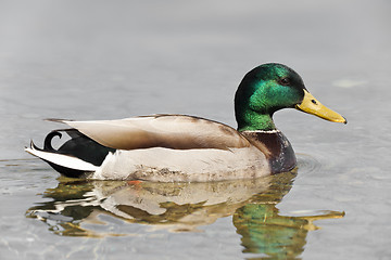 Image showing mallard