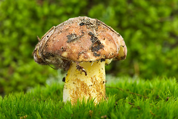 Image showing Yellow boletus