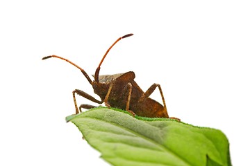 Image showing Stinkbug on the green leaf