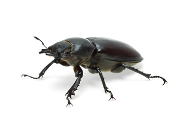 Image showing Female stag beetle