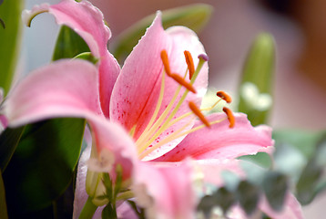 Image showing Beautiful Lilies