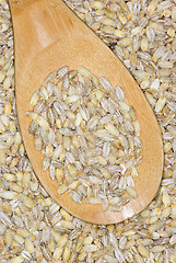 Image showing Wooden spoon with uncooked pearl barley