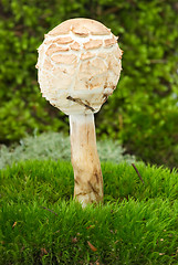 Image showing Parasol Mushroom