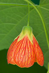 Image showing Red abutilon flower close-up