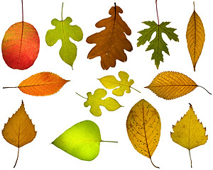 Image showing Set of different autumnal leaves