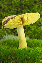 Image showing Starry agaric