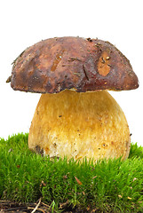 Image showing Boletus growning on the moss